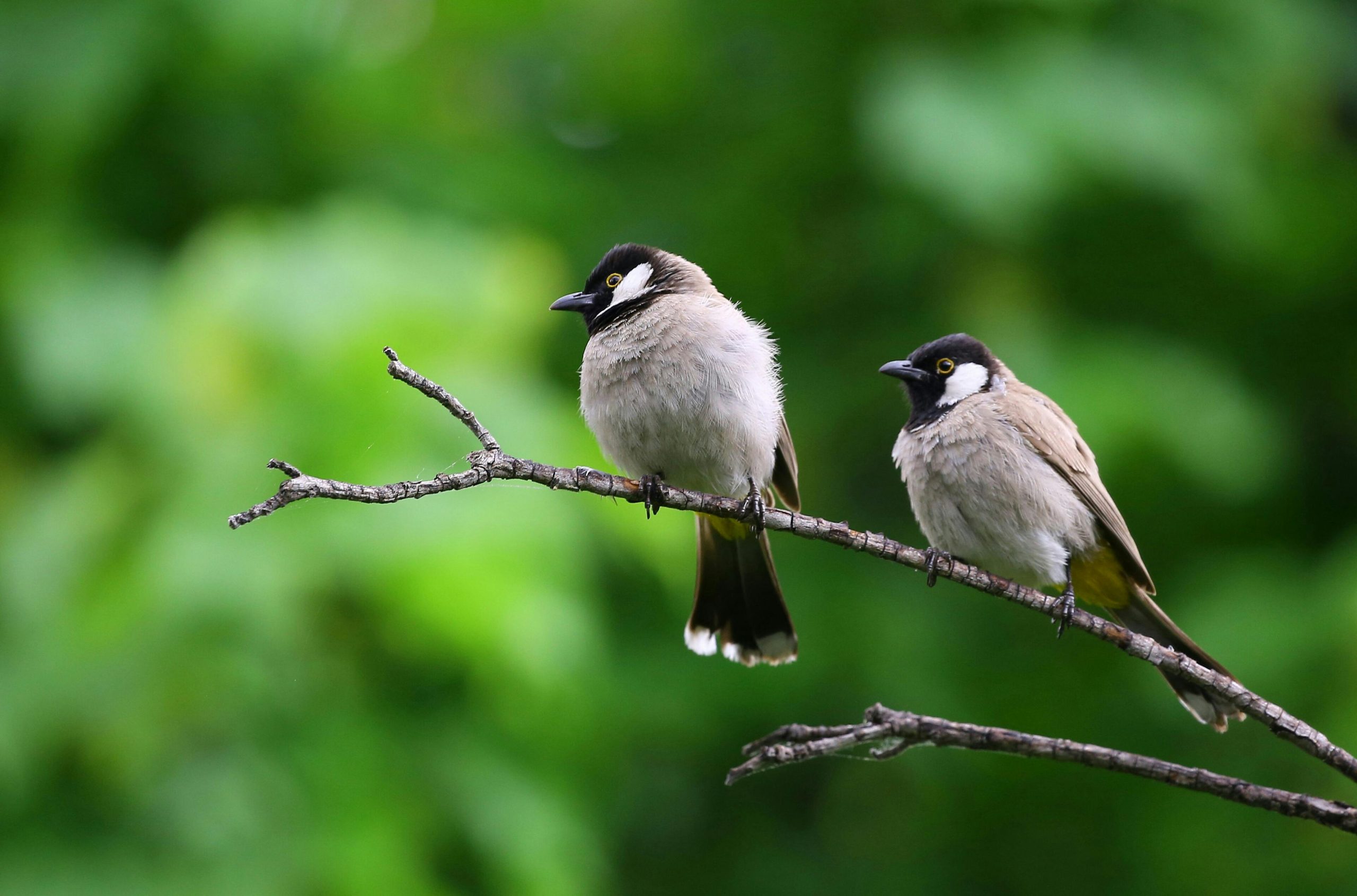The Vital Role of Birds in Our Environment—and Why a Bowl of Water Matters