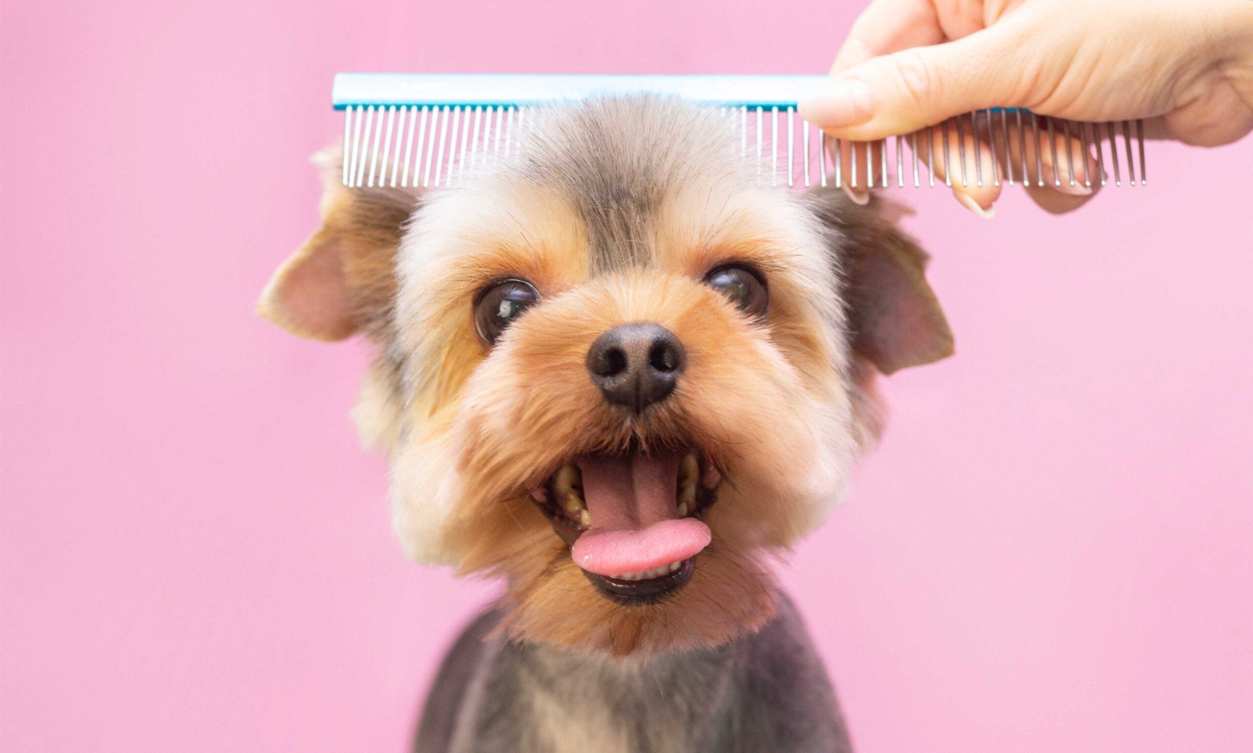 The Art of Dog Grooming: Why Breed History and Purpose Matter
